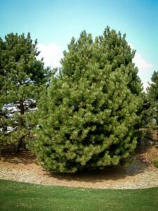 Сосна Чёрная (Pinus Nigra) купить по цене от 270.00р. в интернет-магазине «Посадика» с доставкой почтой в в Ливные и по всей России – [изображение №1].