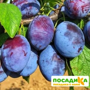 Слива Чачакская ранняя купить по цене от 229.00р. в интернет-магазине «Посадика» с доставкой почтой в в Ливные и по всей России – [изображение №1].