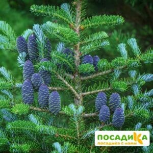 Пихта корейская (Abies koreana) купить по цене от 450.00р. в интернет-магазине «Посадика» с доставкой почтой в в Ливные и по всей России – [изображение №1].