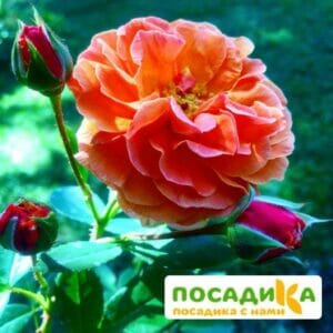 Роза Арабия купить по цене от 350.00р. в интернет-магазине «Посадика» с доставкой почтой в в Ливные и по всей России – [изображение №1].