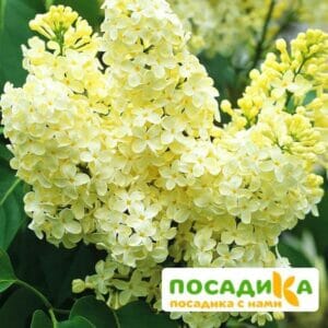 Сирень Примроуз (Primrose) купить по цене от 529.00р. в интернет-магазине «Посадика» с доставкой почтой в в Ливные и по всей России – [изображение №1].