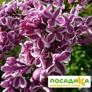 Сирень Сенсация купить по цене от 529.00р. в интернет-магазине «Посадика» с доставкой почтой в в Ливные и по всей России – [изображение №1].