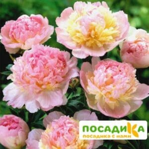 Пион Распберри Сандей (Paeonia Raspberry Sundae) купить по цене от 959р. в интернет-магазине «Посадика» с доставкой почтой в в Ливные и по всей России – [изображение №1].