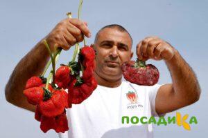 Клубника Гигант Джорнея купить по цене от 266р. в интернет-магазине «Посадика» с доставкой почтой в в Ливные и по всей России – [изображение №1].