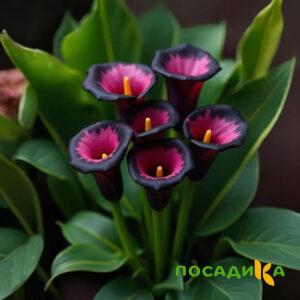 Калла Аура Лейс купить по цене от 400р. в интернет-магазине «Посадика» с доставкой почтой в в Ливные и по всей России – [изображение №1].