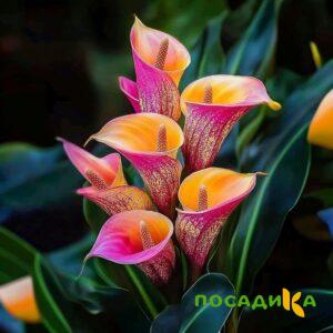 Калла Оникс купить по цене от 450р. в интернет-магазине «Посадика» с доставкой почтой в в Ливные и по всей России – [изображение №1].
