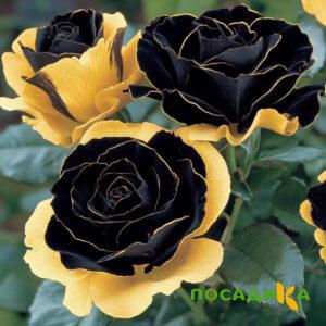 Роза Ханни Сикл купить по цене от 700р. в интернет-магазине «Посадика» с доставкой почтой в в Ливные и по всей России – [изображение №1].