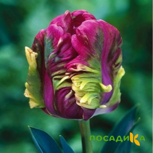 Тюльпан Экзотик Хэвен купить по цене от 186р. в интернет-магазине «Посадика» с доставкой почтой в в Ливные и по всей России – [изображение №1].