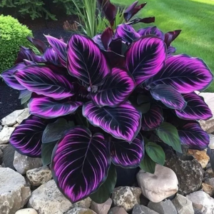 Хоста Люминоза купить по цене от 450р. в интернет-магазине «Посадика» с доставкой почтой в в Ливные и по всей России – [изображение №1].