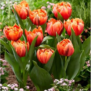 Тюльпан Гудошник Дабл купить по цене от 185р. в интернет-магазине «Посадика» с доставкой почтой в в Ливные и по всей России – [изображение №1].