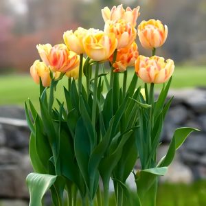 Тюльпан Верона Санрайз купить по цене от 280р. в интернет-магазине «Посадика» с доставкой почтой в в Ливные и по всей России – [изображение №1].