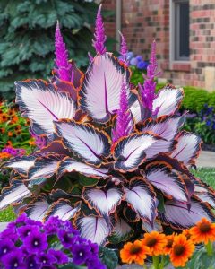 Хоста Кримэн Дрим купить по цене от 549р. в интернет-магазине «Посадика» с доставкой почтой в в Ливные и по всей России – [изображение №1].