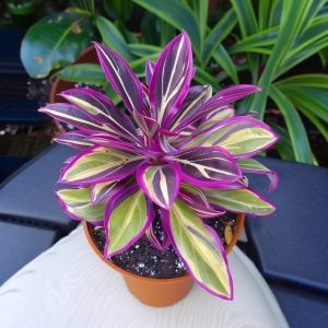 Хоста Сильвер Стик купить по цене от 650р. в интернет-магазине «Посадика» с доставкой почтой в в Ливные и по всей России – [изображение №1].