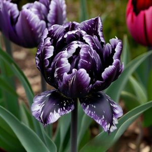 Тюльпан Индиго купить по цене от 600р. в интернет-магазине «Посадика» с доставкой почтой в в Ливные и по всей России – [изображение №1].