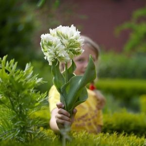 Тюльпан Супер Пэррот купить по цене от 360р. в интернет-магазине «Посадика» с доставкой почтой в в Ливные и по всей России – [изображение №1].