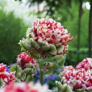 Тюльпан Дабл Флеминг Берд купить по цене от 249р. в интернет-магазине «Посадика» с доставкой почтой в в Ливные и по всей России – [изображение №1].