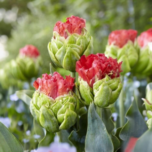 Тюльпан Бычий Глаз купить по цене от 275р. в интернет-магазине «Посадика» с доставкой почтой в в Ливные и по всей России – [изображение №1].