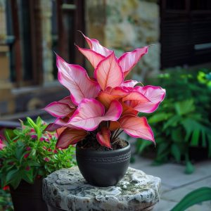 Хоста Розовая Симфония купить по цене от 800р. в интернет-магазине «Посадика» с доставкой почтой в в Ливные и по всей России – [изображение №1].