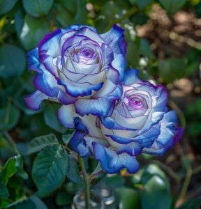 Роза Пэтолз Хоуп купить по цене от 333р. в интернет-магазине «Посадика» с доставкой почтой в в Ливные и по всей России – [изображение №1].