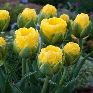 Тюльпан махровый Ванила Коп купить по цене от 159р. в интернет-магазине «Посадика» с доставкой почтой в в Ливные и по всей России – [изображение №1].