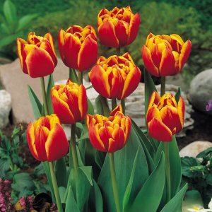 Тюльпан Блэк Фаер купить по цене от 275р. в интернет-магазине «Посадика» с доставкой почтой в в Ливные и по всей России – [изображение №1].