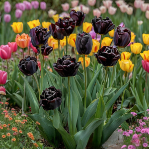 Тюльпан махровый Рейдинс Дарк купить по цене от 230р. в интернет-магазине «Посадика» с доставкой почтой в в Ливные и по всей России – [изображение №1].