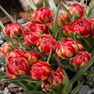 Тюльпан Ап Пинк купить по цене от 390р. в интернет-магазине «Посадика» с доставкой почтой в в Ливные и по всей России – [изображение №1].