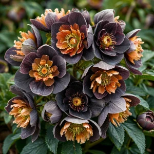 Морозник Блум Айс купить по цене от 499р. в интернет-магазине «Посадика» с доставкой почтой в в Ливные и по всей России – [изображение №1].