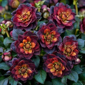 Морозник Сноу Дроп купить по цене от 348р. в интернет-магазине «Посадика» с доставкой почтой в в Ливные и по всей России – [изображение №1].