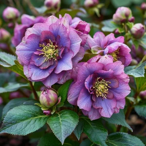 Морозник Айс Принцесс Чарм купить по цене от 650р. в интернет-магазине «Посадика» с доставкой почтой в в Ливные и по всей России – [изображение №1].