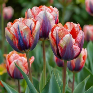 Тюльпан Эбисан Грэйс купить по цене от 217р. в интернет-магазине «Посадика» с доставкой почтой в в Ливные и по всей России – [изображение №1].