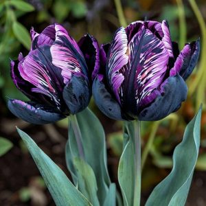 Тюльпан Блэк Каньон купить по цене от 305р. в интернет-магазине «Посадика» с доставкой почтой в в Ливные и по всей России – [изображение №1].