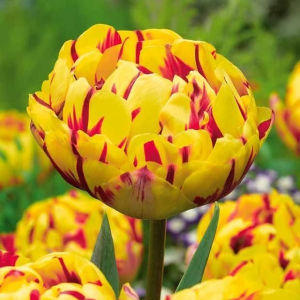 Тюльпан махровый Голден Ницц купить по цене от 361р. в интернет-магазине «Посадика» с доставкой почтой в в Ливные и по всей России – [изображение №1].