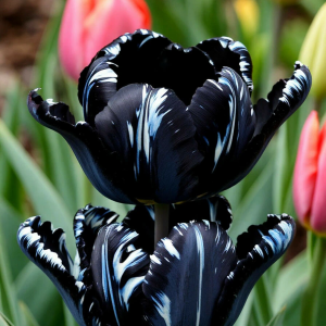 Тюльпан Шелк Нуар купить по цене от 219р. в интернет-магазине «Посадика» с доставкой почтой в в Ливные и по всей России – [изображение №1].