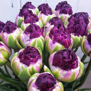 Тюльпан Анаконда купить по цене от 450р. в интернет-магазине «Посадика» с доставкой почтой в в Ливные и по всей России – [изображение №1].