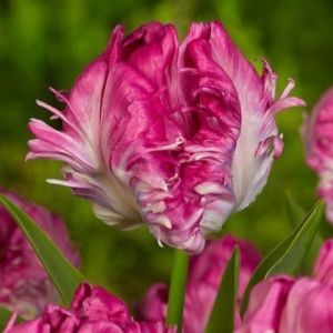 Тюльпан махровый Кул Кристал купить по цене от 400р. в интернет-магазине «Посадика» с доставкой почтой в в Ливные и по всей России – [изображение №1].