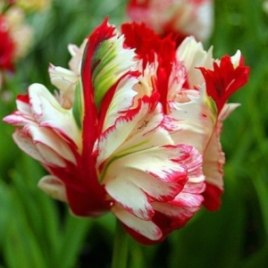 Тюльпан Эстелла Рижнвельд купить по цене от 500р. в интернет-магазине «Посадика» с доставкой почтой в в Ливные и по всей России – [изображение №1].