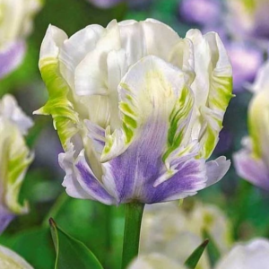 Тюльпан Уайт Лизарт купить по цене от 360р. в интернет-магазине «Посадика» с доставкой почтой в в Ливные и по всей России – [изображение №1].