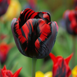 Тюльпан Блэк Перрот купить по цене от 351р. в интернет-магазине «Посадика» с доставкой почтой в в Ливные и по всей России – [изображение №1].