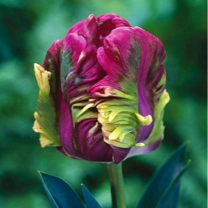 Тюльпан Экзотик Хэвен купить по цене от 186р. в интернет-магазине «Посадика» с доставкой почтой в в Ливные и по всей России – [изображение №1].