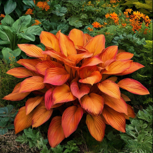 Хоста Солнечный Нектар купить по цене от 605р. в интернет-магазине «Посадика» с доставкой почтой в в Ливные и по всей России – [изображение №1].