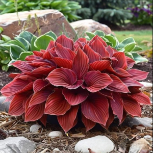 Хоста Малыш Шедевр купить по цене от 421р. в интернет-магазине «Посадика» с доставкой почтой в в Ливные и по всей России – [изображение №1].