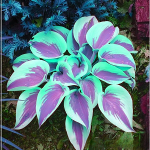 Хоста Висперин Бьюти купить по цене от 379р. в интернет-магазине «Посадика» с доставкой почтой в в Ливные и по всей России – [изображение №1].