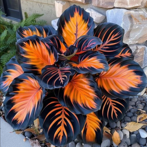 Хоста Сикрет Форест купить по цене от 601р. в интернет-магазине «Посадика» с доставкой почтой в в Ливные и по всей России – [изображение №1].