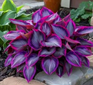 Хоста Сикрет Гарденс купить по цене от 549р. в интернет-магазине «Посадика» с доставкой почтой в в Ливные и по всей России – [изображение №1].