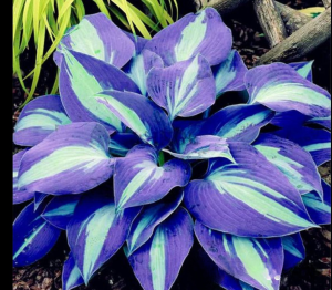 Хоста Аурелия купить по цене от 450р. в интернет-магазине «Посадика» с доставкой почтой в в Ливные и по всей России – [изображение №1].