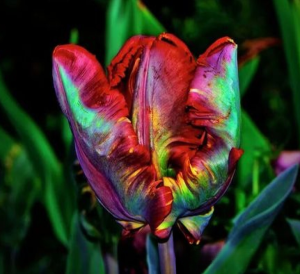 Тюльпан Эирпрайз купить по цене от 270р. в интернет-магазине «Посадика» с доставкой почтой в в Ливные и по всей России – [изображение №1].