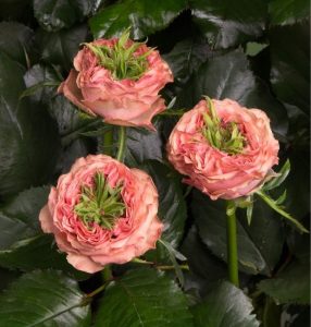 Роза Амбер Инчант купить по цене от 495р. в интернет-магазине «Посадика» с доставкой почтой в в Ливные и по всей России – [изображение №1].