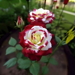 Роза Роял Глом купить по цене от 401р. в интернет-магазине «Посадика» с доставкой почтой в в Ливные и по всей России – [изображение №1].