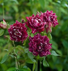 Роза Опаловый Пейзаж купить по цене от 490р. в интернет-магазине «Посадика» с доставкой почтой в в Ливные и по всей России – [изображение №1].